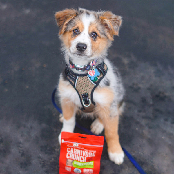 Stella & Chewy s Carnivore Crunch Grain Free Duck Recipe Freeze Dried Raw Dog Treats on Sale