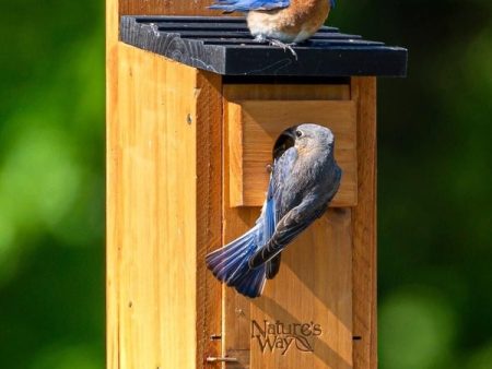 Bluebird Box House Cheap